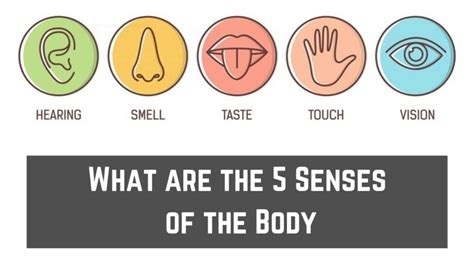 Sense Definition & Meaning .
